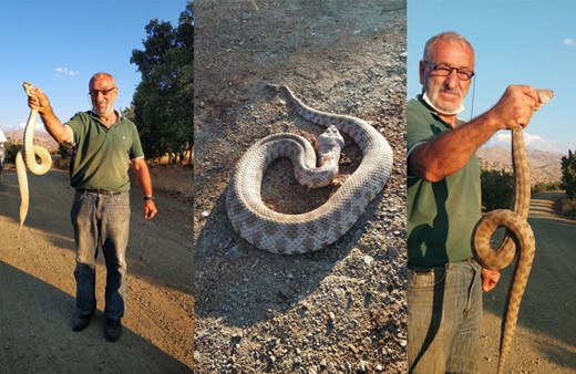 Kendisine saldıran ölümcül zehirli yılanı boğazından yakaladı