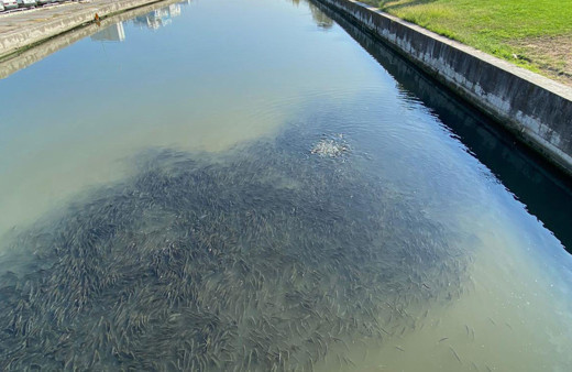 Çanakkale'de Sarıçay'daki kefal sürüsü dikkat çekti