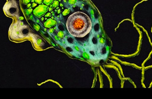 Texas'ta içme suyunda beyin yiyen amip tespit edildi