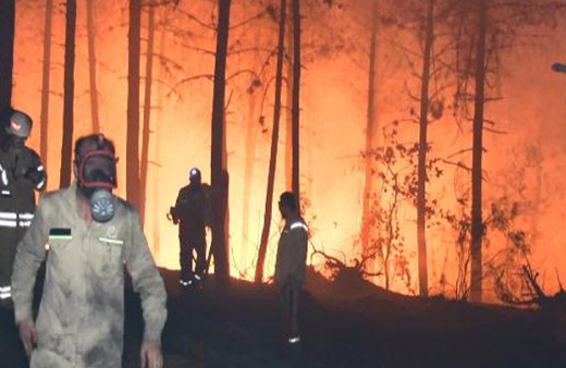 Pendik'te ormanlık alanda yangın çıktı
