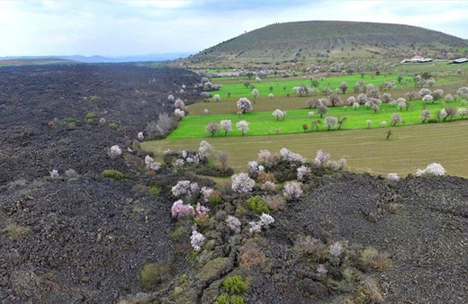 Manisa'da bulunuyor Türkiye'de ilk ve tek! Görenler hayran kaldı