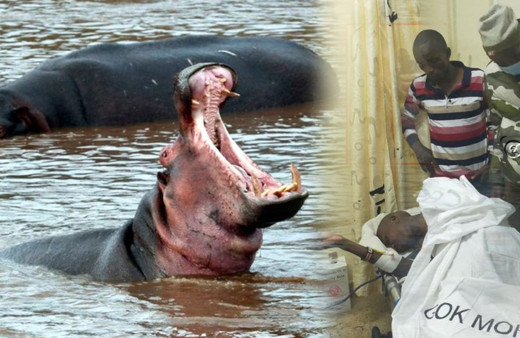 Bu akşam İzmir'e gelecekti! Su aygırının saldırısına uğradı