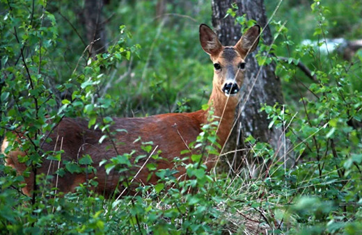 Ankara'da 'av turizmi' için durdurma kararı