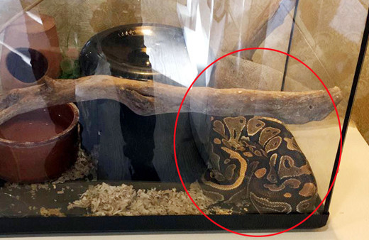 Antalya'da tefeciler senedi imzalamayanların üzerine piton bırakmışlar