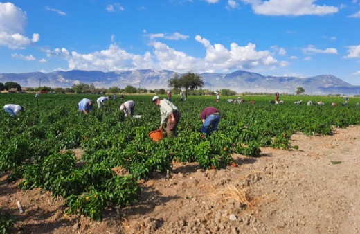 Manisa'da ölen çiftçinin mahsulünü arkadaşları el birliğiyle toplayıp sattılar