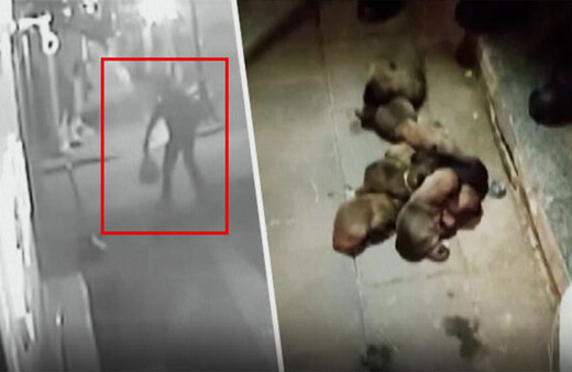 Sivas'ta yavru köpekler çuval içinde ölüme terk edildi