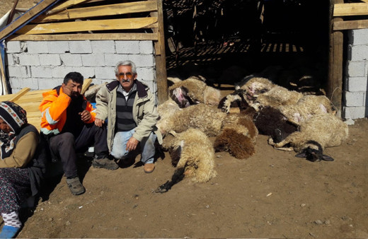 Tunceli'de gece ahıra ayı girdi! Hayatlarını mahvetti
