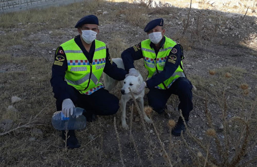Kafası pet şişeye sıkışan köpeğin imdadına jandarma yetişti