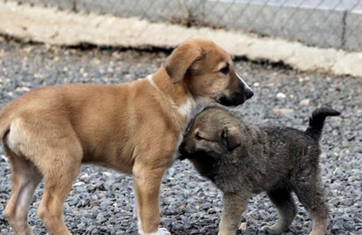 Hayvanları Koruma Günü yazıları resimli 4 Ekim mesajları