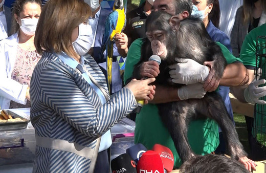 Gaziantep Büyükşehir Belediye Başkanı Fatma Şahin'e maymun şoku! Taşla saldırdı
