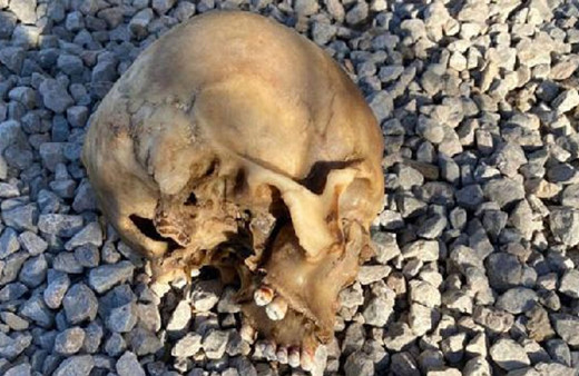 Muğla'da köpeklerin bulduğu kafatası olayı! 4 şüpheli gözaltında