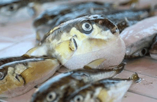 Mezgit balığı alırken dikkat edin! Tezgahlarda balon balığı tehlikesi