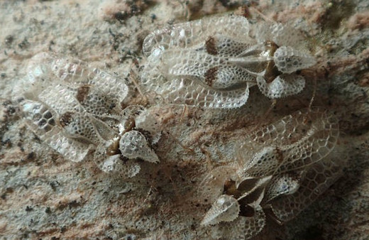 Kırklareli'nde dantel böceği her tarafı istila etti! Ormanları tahrip ediyor