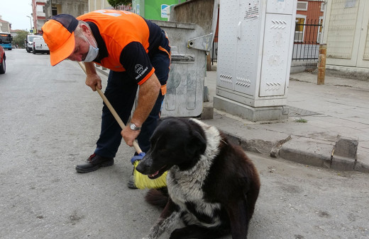 Ne güzel insansın sen! Temizlik işçisi süpürgesiyle sokak köpeğine masaj yaptı