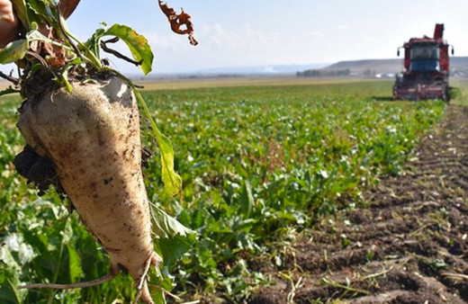 TİGEM 596 personel alımı yapacak! İşte başvuru şartları