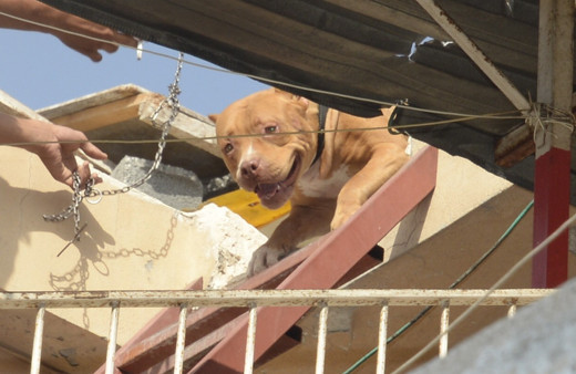 Adana'da pitbull operasyonu! Sahibine pahalıya patladı