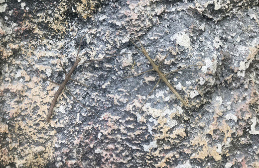 Hayalet böcek 'dal' görenleri şaşırtıyor dal parçasıyla ayırt edilemiyor