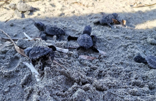 Çanakkale'de heyecanlandıran keşif! Marmara'da ilk kez caretta caretta yuvası ve yavruları görüldü