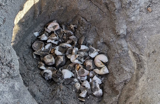 Bugüne kadar Marmara'da hiç görülmemişti uzmanlar 32 yavru tespit etti