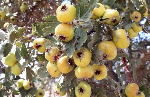Sivas'ta çekirdekleriyle birlikte yediler! Hastanelik oldular