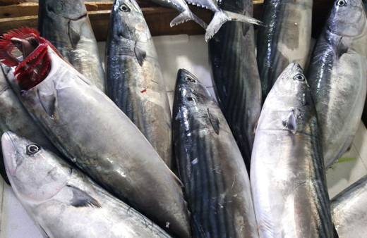 Havalar ısındı, avı azalan palamudun tanesi 20 liraya çıktı