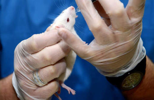 Yeni bir koronavirüs tespit edildi! Kemirgenler arasında hızla yayılıyor