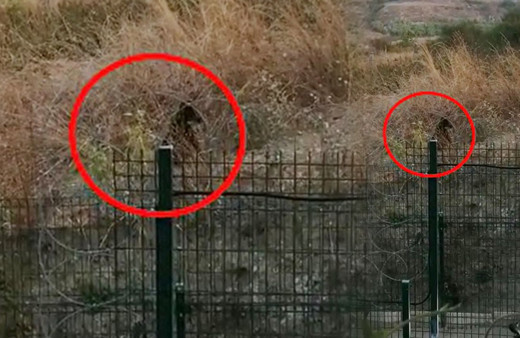 İstanbul'un göbeğinde korkutan görüntü! Yavru köpek sandılar gerçek sonra ortaya çıktı