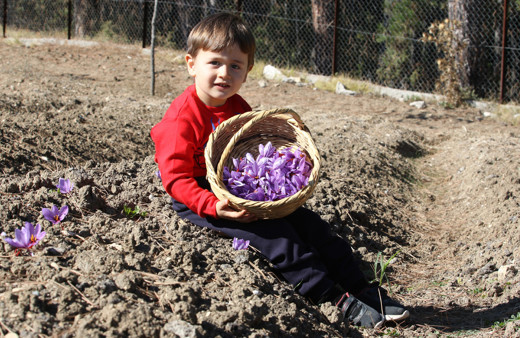 Karabük'te dünyanın en pahalı baharatın hasadı başladı! Fiyatını duyanlar kulaklarına inanamadı