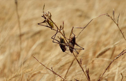 Etiyopya'da çöl çekirgeleri tarlaları istila etti