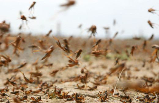 Bir günde 35 bin kişiye yetecek gıdayı tüketebiliyorlar