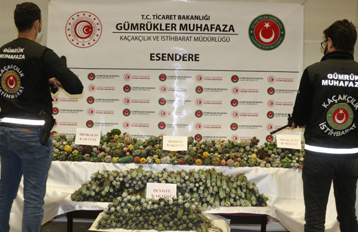 Esendere Gümrük Kapısı'nda halüsinasyona neden olan 'peyote kaktüsü' ele geçirildi