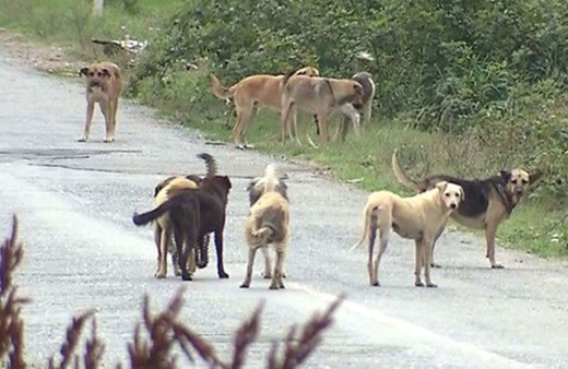 Sokak köpeklerinin ısırdığı adama belediye 3 bin lira tazminat ödeyecek