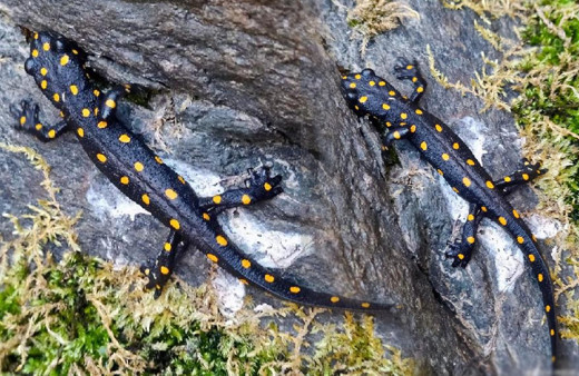 Bingöl'de görüntülendi bir anda gözden kayboldu! Nesli tükenme tehlikesi altında