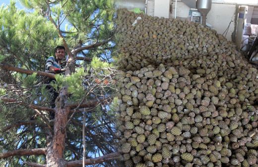 Kilosu 800 lira Bursa'da bunu toplamak için ölümden dönüyorlar!