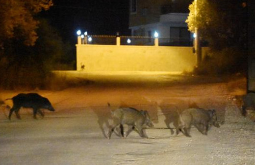 Antalya'da bir anda ortaya çıktılar! Görenler şaşkına döndü