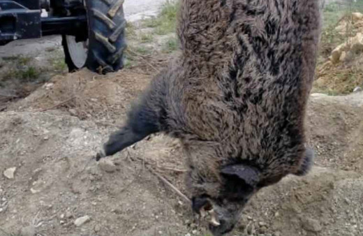 Beycuma'da halkın korkulu rüyası canavar lakaplı yaban domuzu öldürüldü!