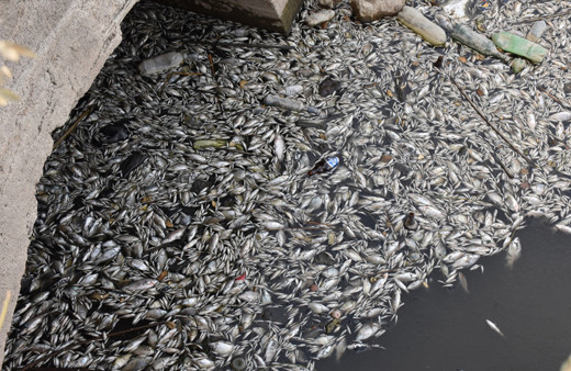 Aydın’da sulama kanalındaki toplu balık ölümlerine ilişkin inceleme