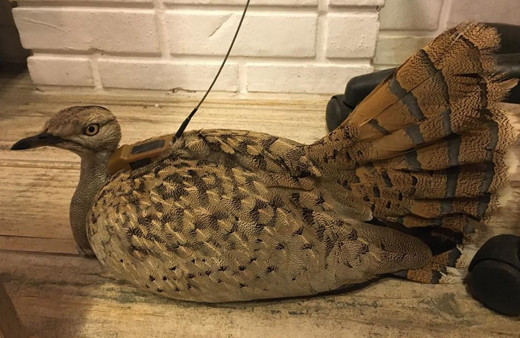 Trabzon'da bulundu nesli tükendi deniyordu ve kırmızı listedeydi