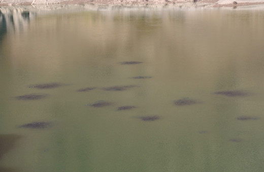 Erzurum'da baraj gölünün yüzeyini görenler gözlerine inanamadı ziyaretçiler telefona sarıldı