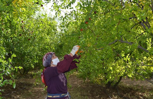 Isparta'da bir ağaçtan 20 kilogram elde ediliyor! Kilosu 10 TL