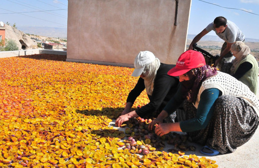 Nevşehir'de kurutuluyor! 4 ülkeye ihraç ediliyor