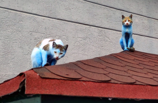 İstanbul'da bu kedileri gören bir daha baktı! Gözlerine inanamadılar