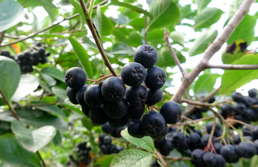 Trabzon'da fındıkların yerine dikti bu meyveyi hiç kimse bilmiyor
