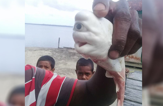 Endonezya'da inanılması güç olay: Tek gözlü köpekbalığı ağlara takıldı