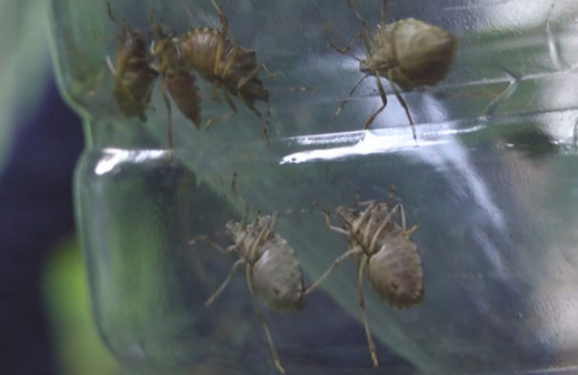 Kadıköy'ü kokarcalar bastı! Öldürünce çok kötü kokuyor Kadıköylü çok dertli