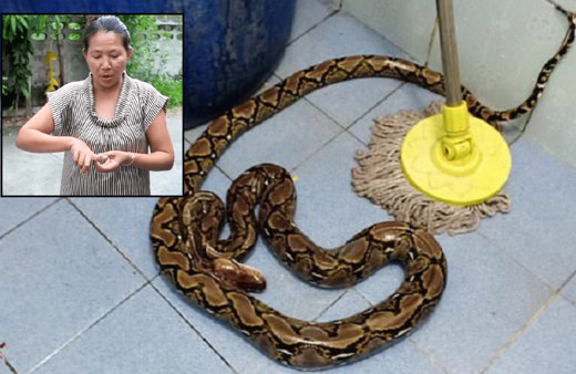 Tuvaletini yapan kadın hayatının şokunu yaşadı! 2 metrelik yılan ısırdı