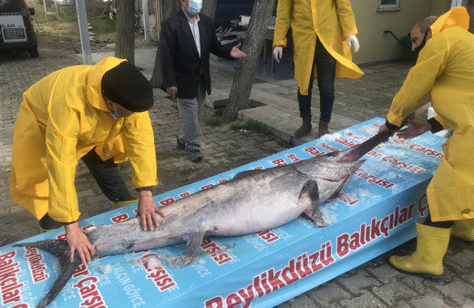 Marmara Denizi açıklarında yakalandı! Boyu tam 3 metre