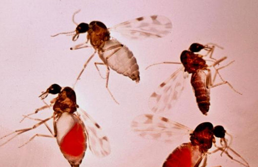 Veteriner Hekimleri Odası Başkanı uyardı! 'Kör eden' sinek tehlikesi