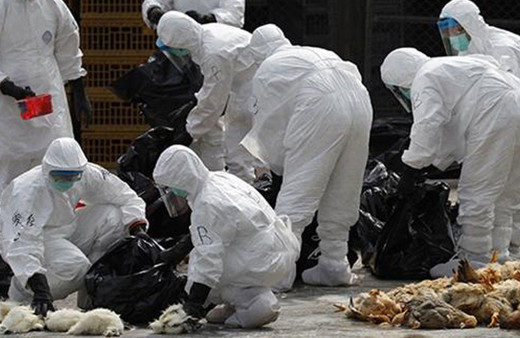 Avrupa'da yeni salgın baş gösterdi! Ölümler başladı