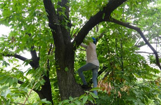 Aydın'da 16 yıldır 20 metrelik ağaçlara tırmanıyor günlük 400 lira kazanıyor